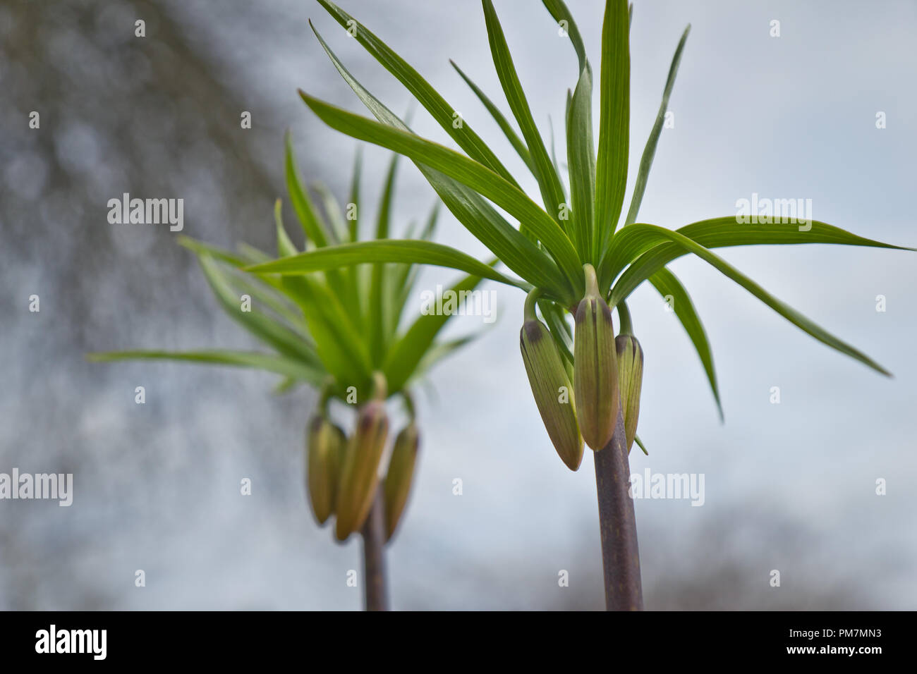 Knospen der Kaiserkrone Stockfoto