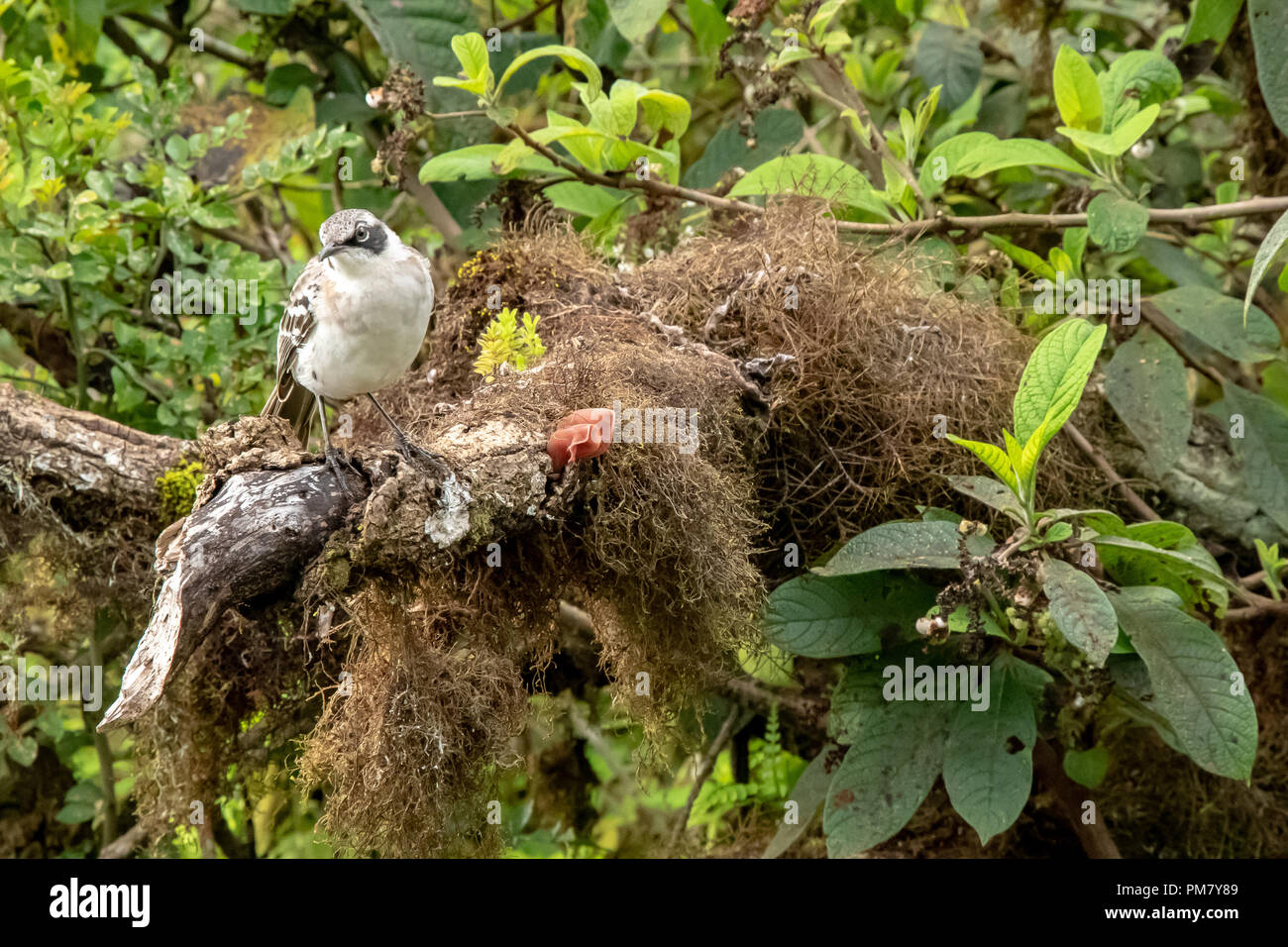 Gefährdete San Cristobal Mockingbird (Mimus melantosis) auf den Galapagos-Inseln Stockfoto