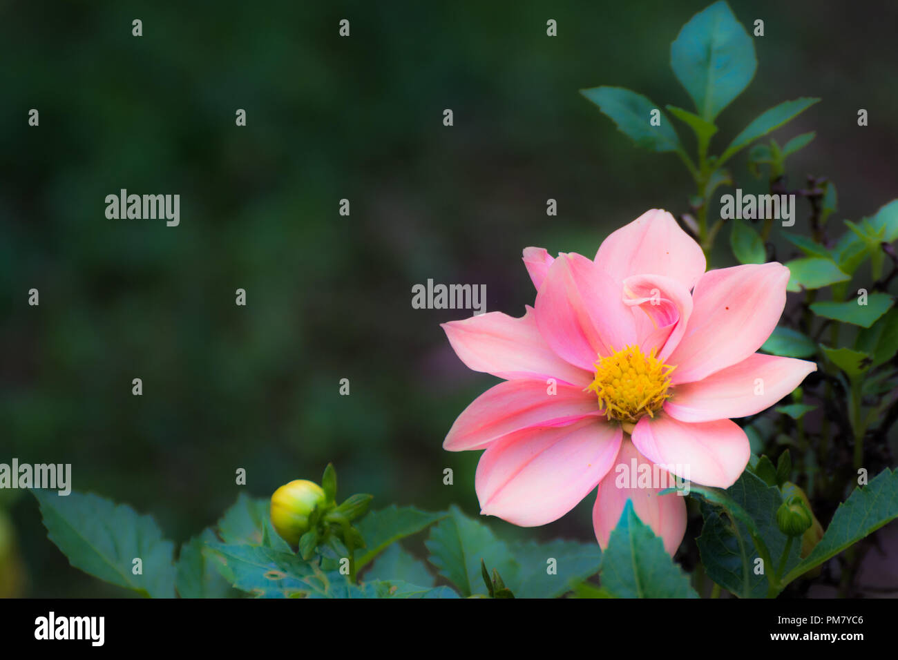 Schöne rosa Dahlie Blume Stockfoto