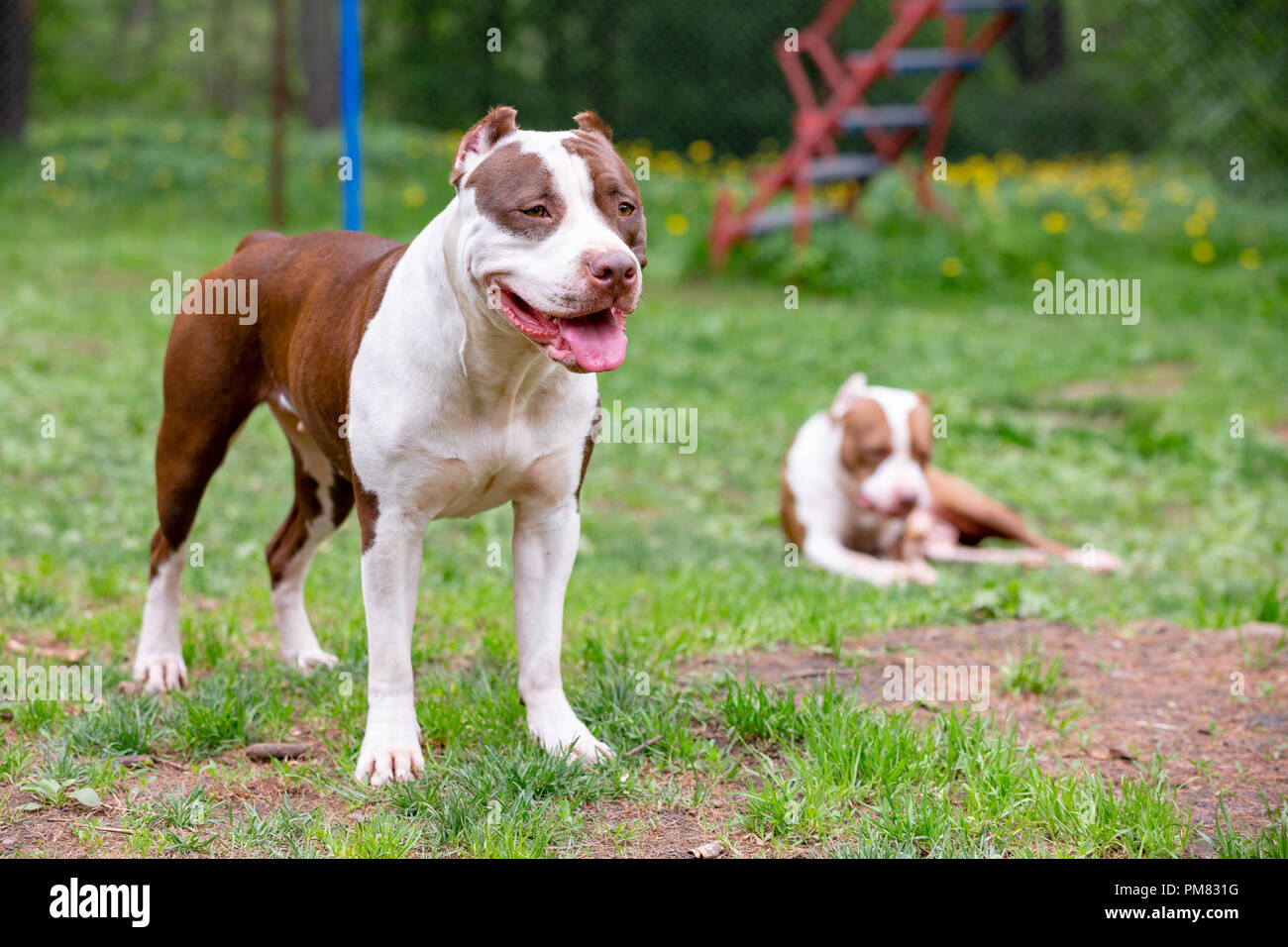 Zwei cutes Hunde zusammen spielen im Freien auf dem grünen Rasen. Lifestyle Portrait eines Bullen Stockfoto