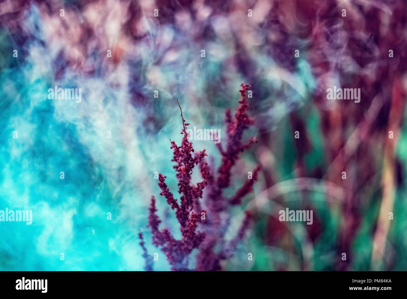 Der Herbst ist ein zweiter Frühling, wenn jedes Blatt ist eine Blume. Stockfoto