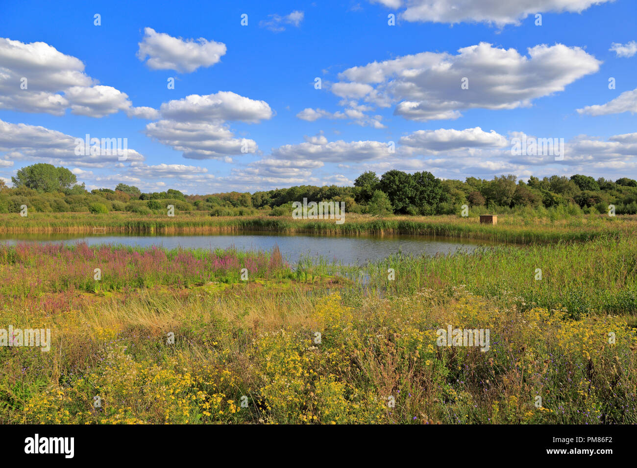Reedbeds an Potteric Carr Yorkshire Wildlife Trust finden, Doncaster, South Yorkshire, England, UK. Stockfoto