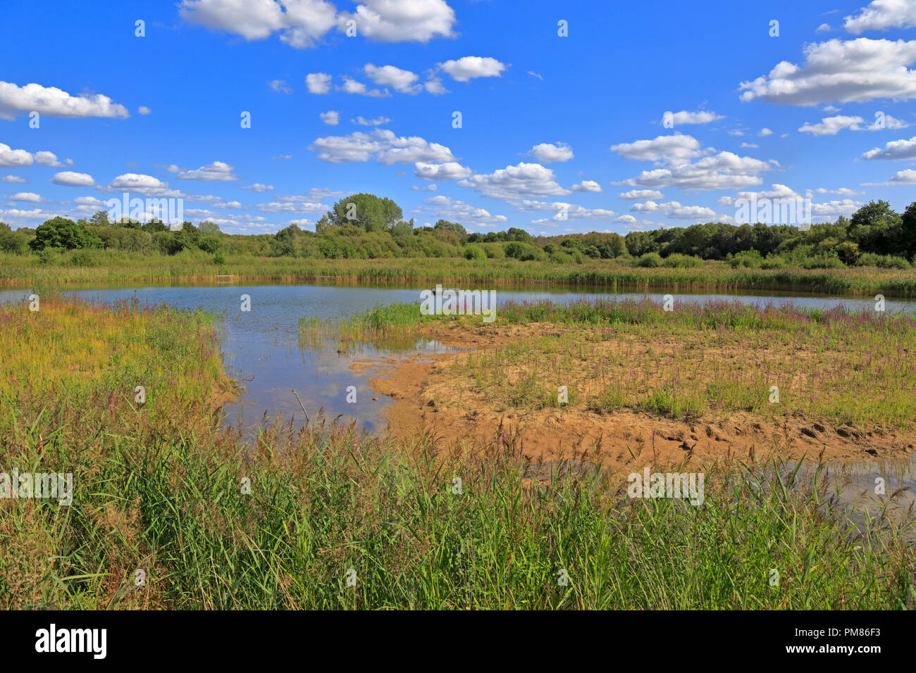 Reedbeds an Potteric Carr Yorkshire Wildlife Trust finden, Doncaster, South Yorkshire, England, UK. Stockfoto
