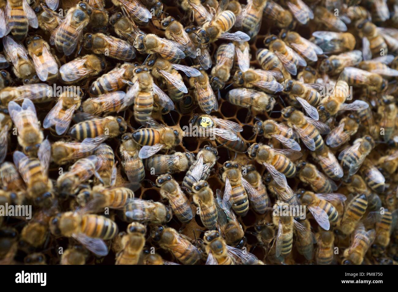 Honig-Bienen Stockfoto