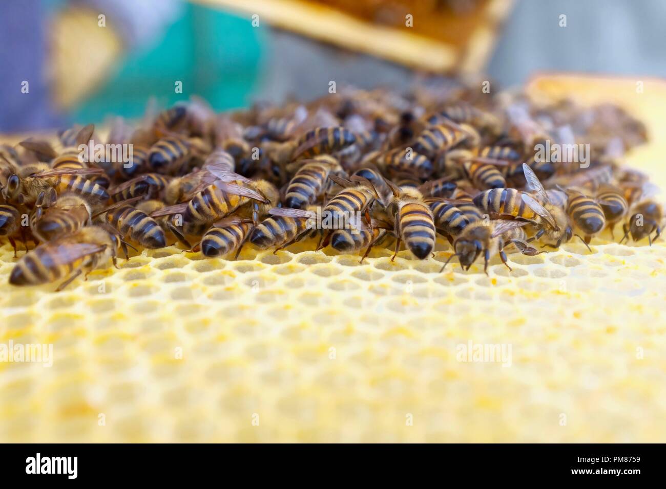 Viele Bienen auf Brut frame Stockfoto