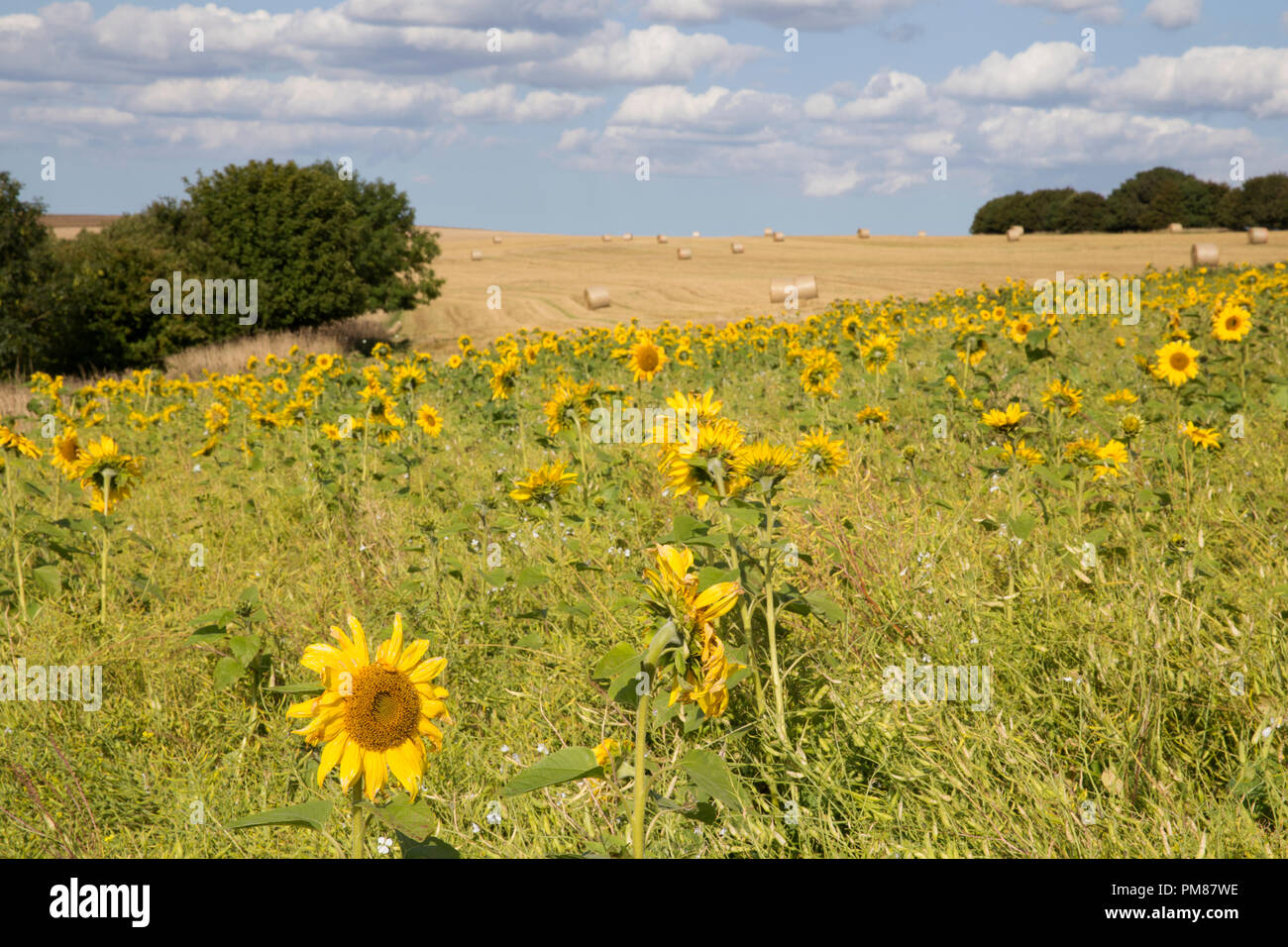 Sonnenblumen und geernteten Feld in North York Moors Stockfoto