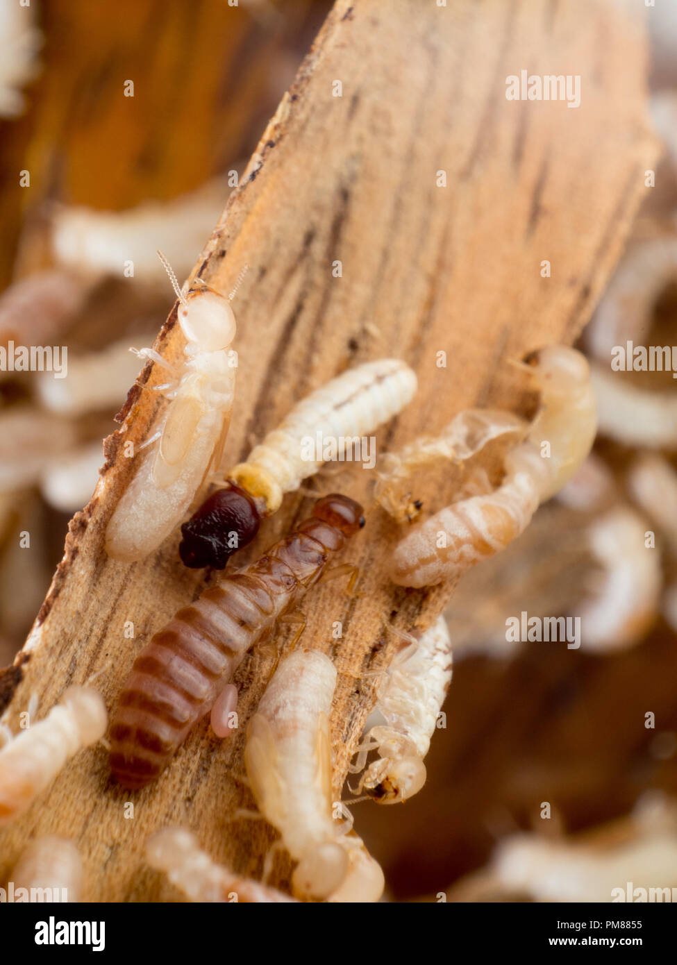 Termite hive Queen und Soldat, Cryptotermes Stockfoto