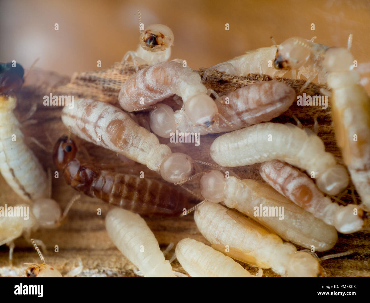 Drywood termite König und Arbeiter, Cryptotermes Stockfoto