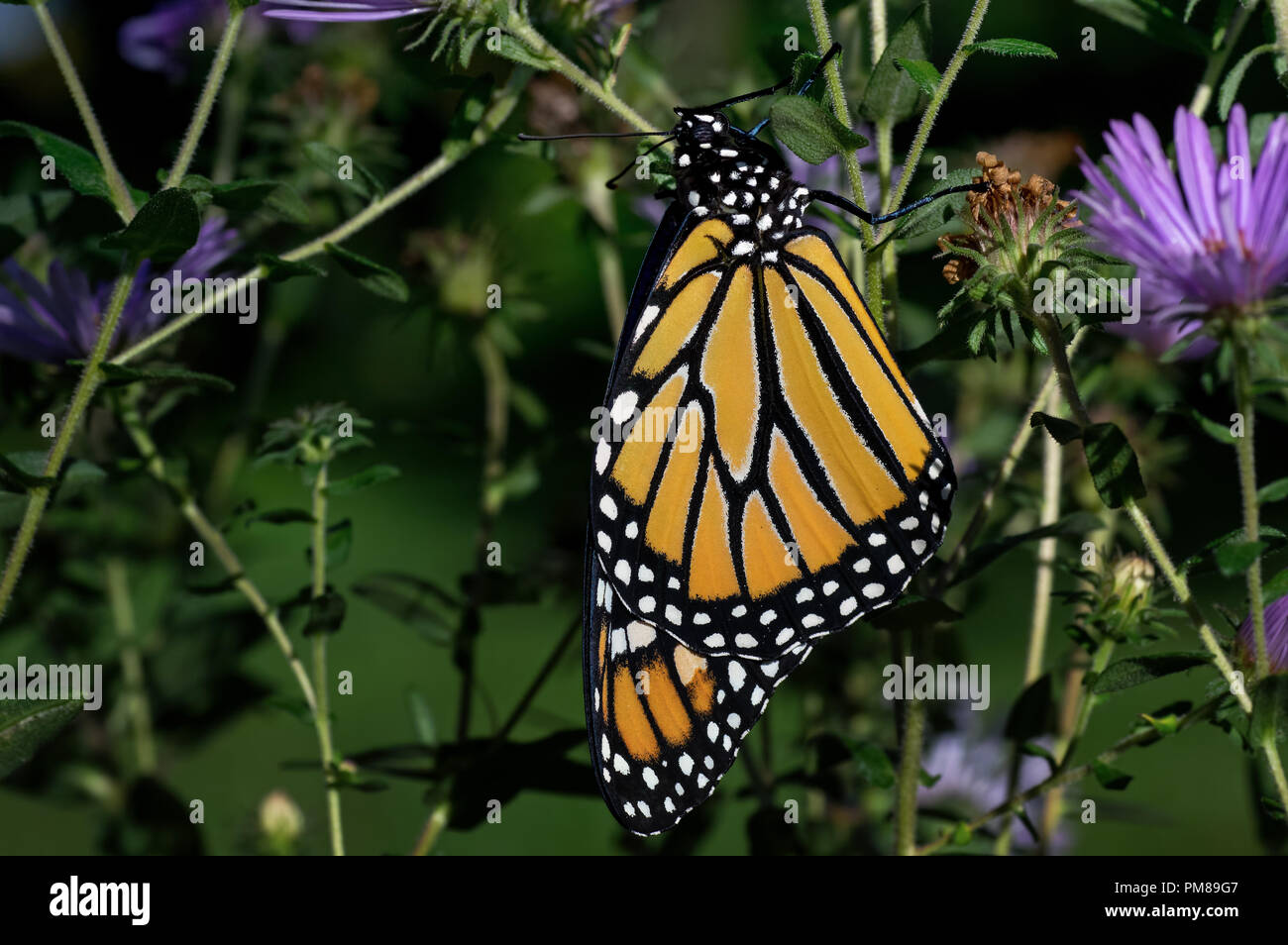 Neu entstandenen Monarch butterfly auf Neu-england Aster. Es ist ein milkweed Butterfly in der Familie der Nymphalidae und wird durch Verlust von Lebensraum in den USA bedroht Stockfoto