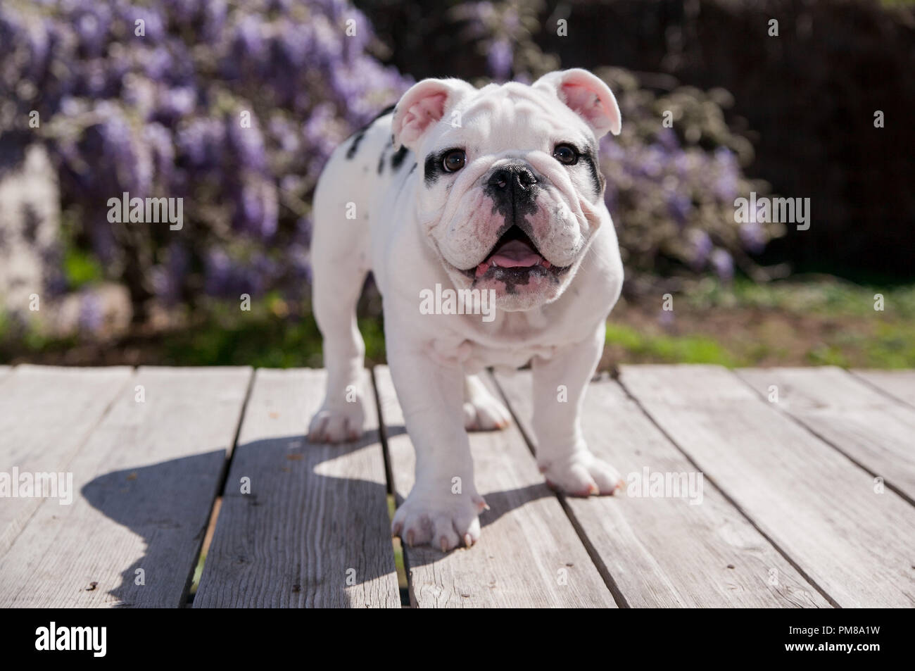 Schwarz & Weiß baby Bulldogge Welpe Hund lächelnd an Deck nach vorne stehen. Er steht vor der Wisteria Reben in Lavendel und violetten Reflexen. Stockfoto