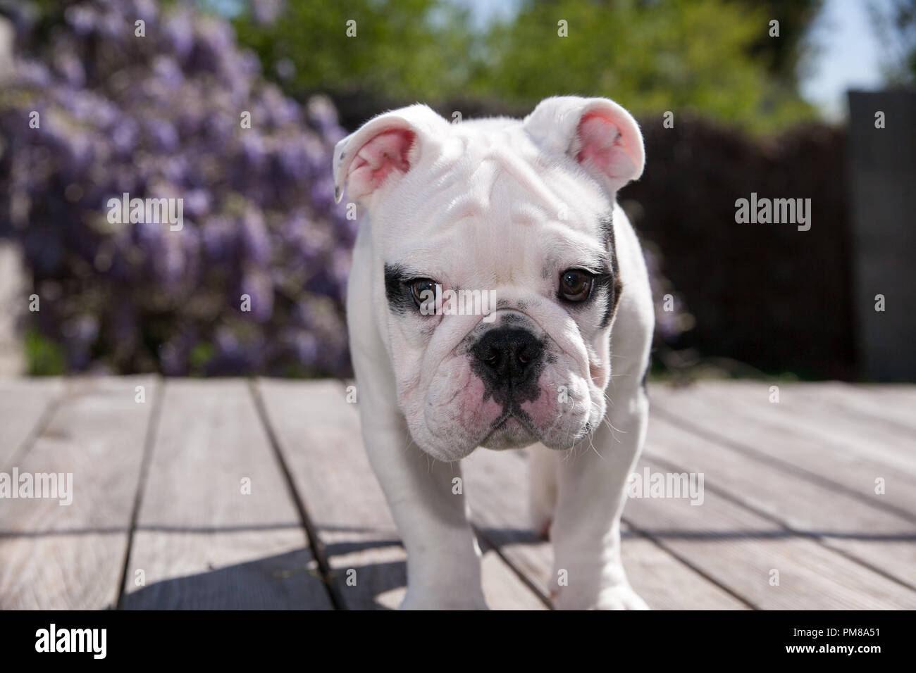 Schwarz Weiss Baby Bulldogge Welpe Hund An Deck Stehend Nach Vorn Schauen Als Ob Er Bestraft Wurde Stockfotografie Alamy