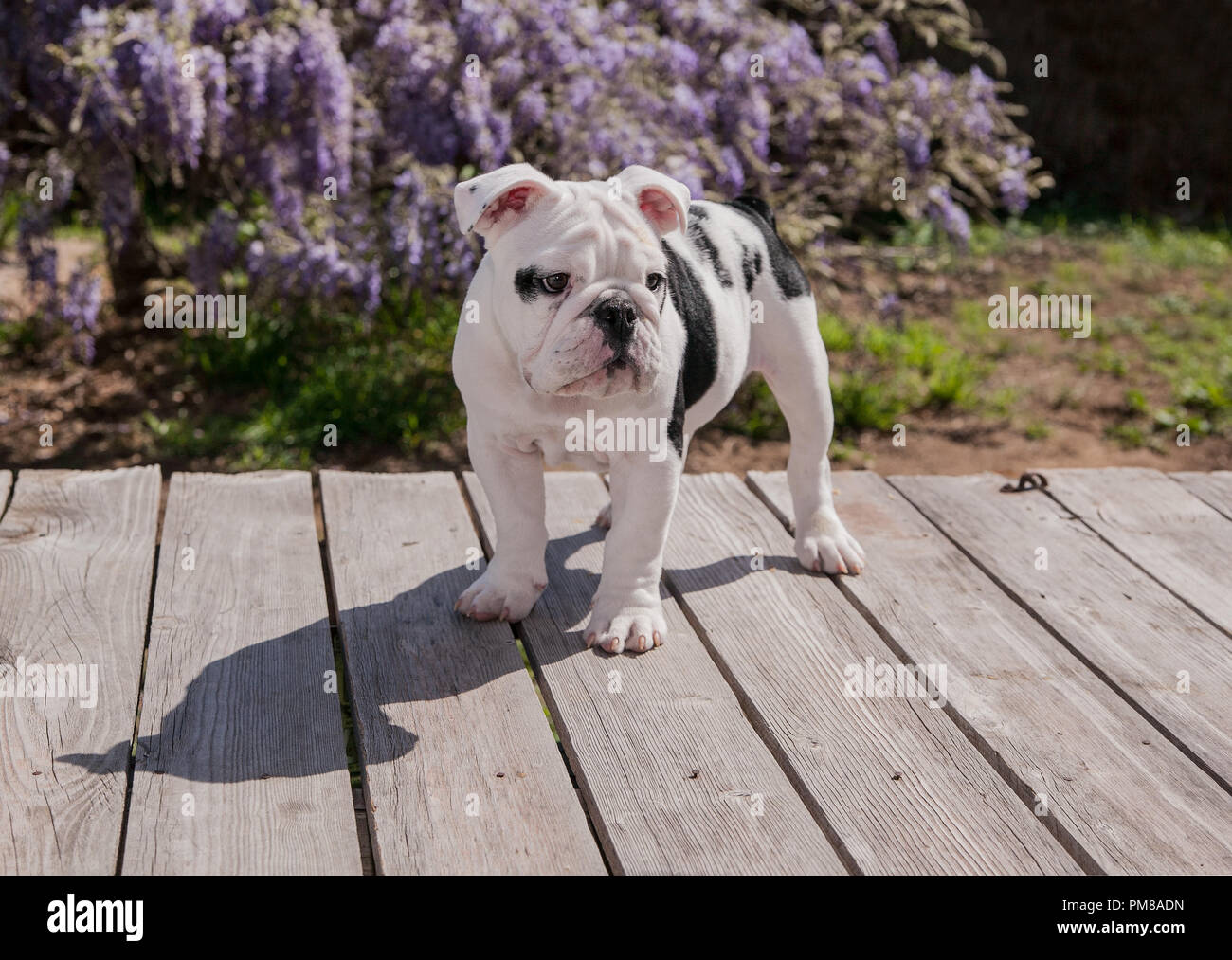 Schwarz & Weiß baby Bulldogge Welpe Hund an Deck nach vorne stehen. Er ist allein. Er blickte auf Stockfoto