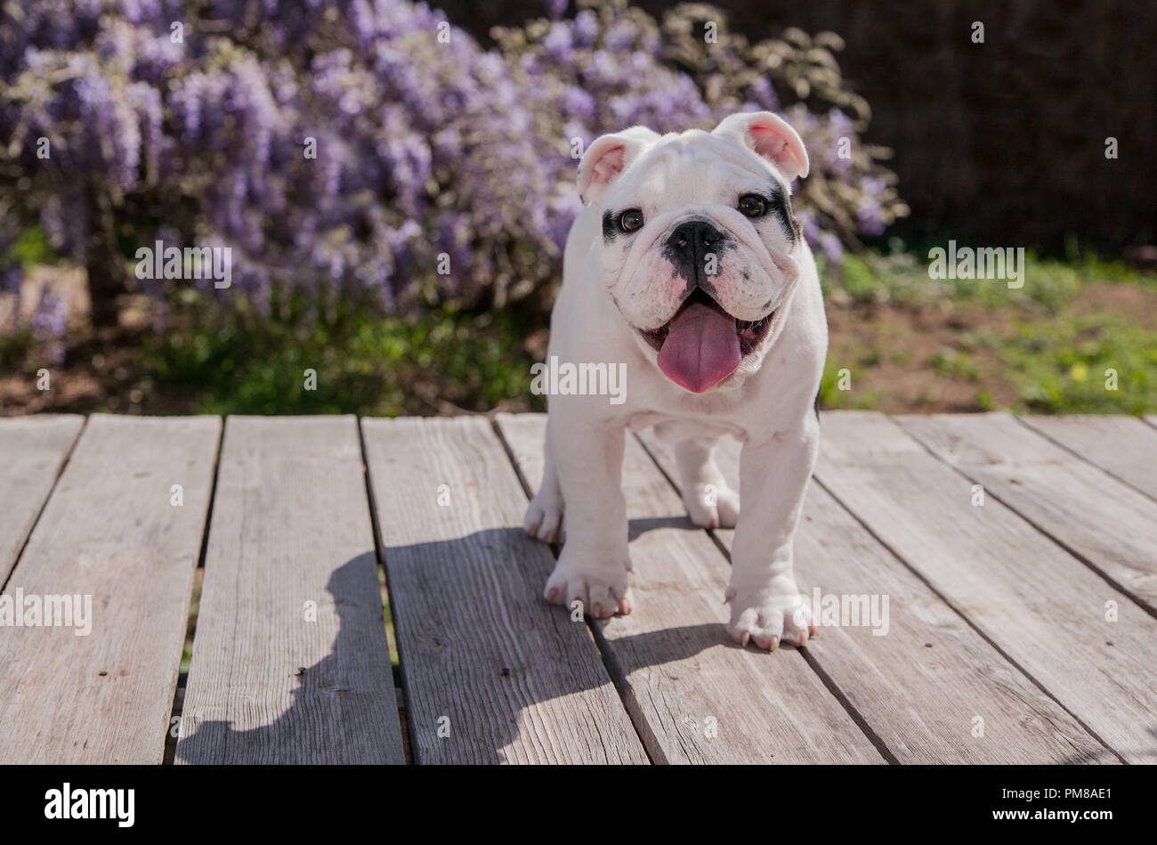 Schwarz & Weiß baby Bulldogge Welpe Hund an Deck nach vorne stehend Mit herausgestreckter Zunge. Er scheint sehr glücklich zu sein, wie er lächelt. Stockfoto