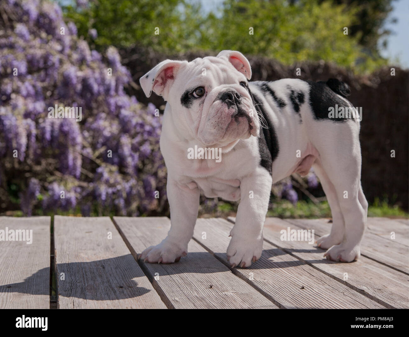 Schwarz & Weiß baby Bulldogge Welpe Hund an Deck stehen oben. Er scheint ein wenig erschrocken. Stockfoto