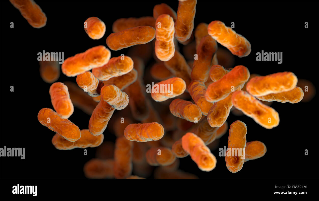 Eine 3D-computer-generierten Bild einer Gruppe von aerobe, Gram-negative Bakterien Bordetella pertussis. Stockfoto