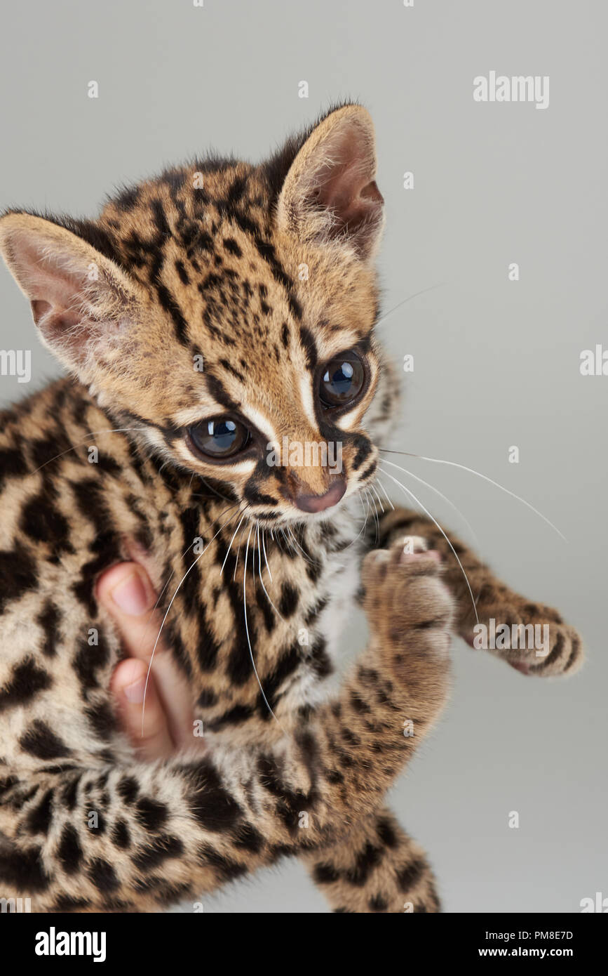 Rettung von wilde Katze baby Nahaufnahme. Leopard Baby in der menschlichen Hand Stockfoto