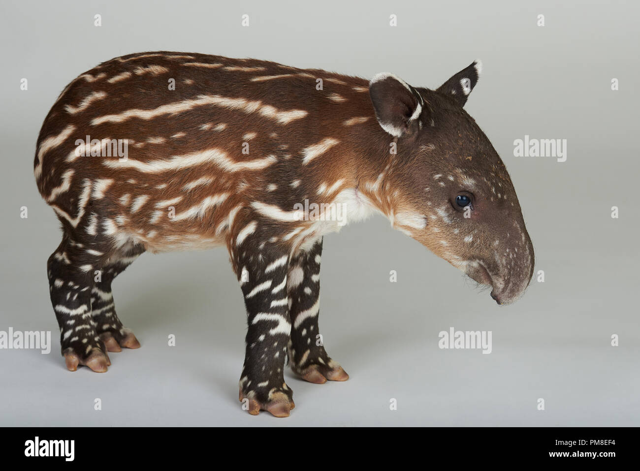 Cute ein Tapir Baby steht auf weißem Hintergrund Stockfoto