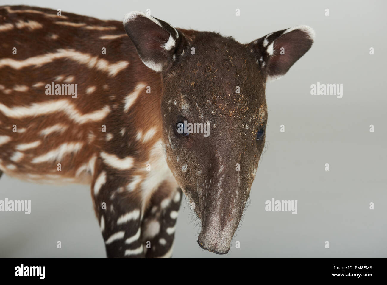 Close-up baby Tapir Tier in Studio Hintergrund isoliert Stockfoto