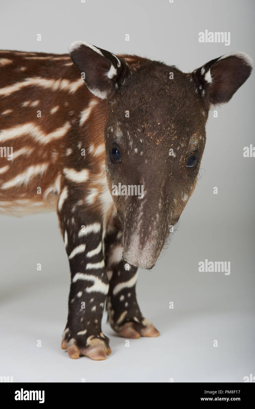 Ein Baby Tapir stehend auf weißem Hintergrund Stockfoto