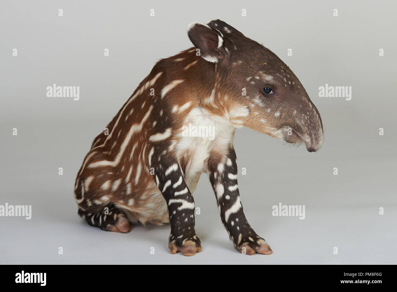 Junge tapir Tier sitzen und in die Kamera schauen Stockfoto