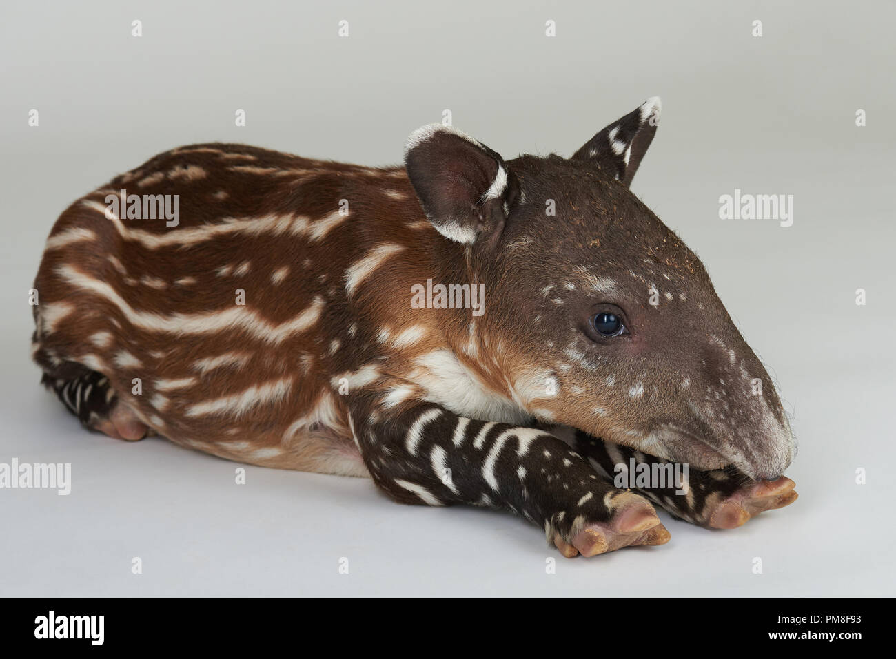 Eine gefleckte wenig Tapir Tier auf weißem Hintergrund Stockfoto