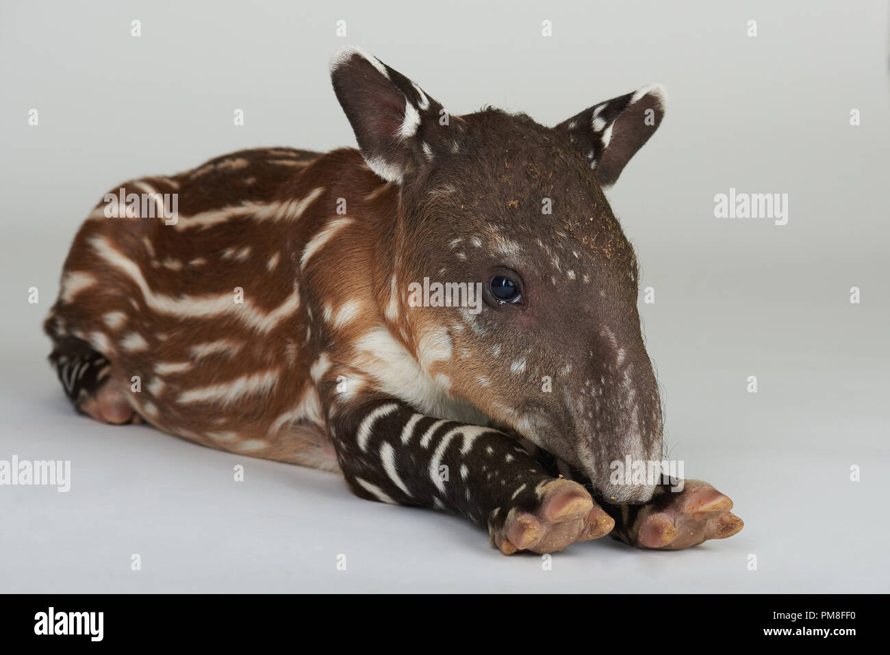 Neugeborene tapir Tier Festlegung auf weißem Studiohintergrund Stockfoto