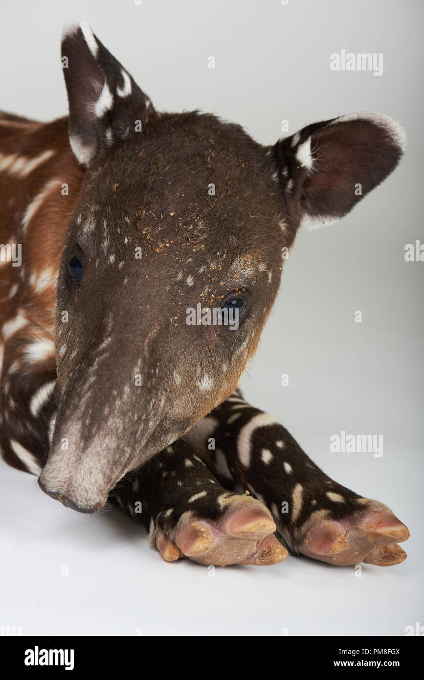Kopf des Babys Tapir auf weißem Hintergrund Stockfoto
