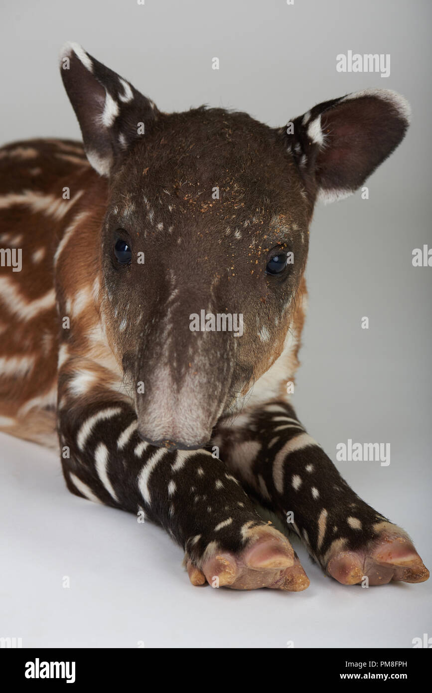 Portrait von baby Tapir in der Kamera auf weißem Hintergrund suchen Stockfoto