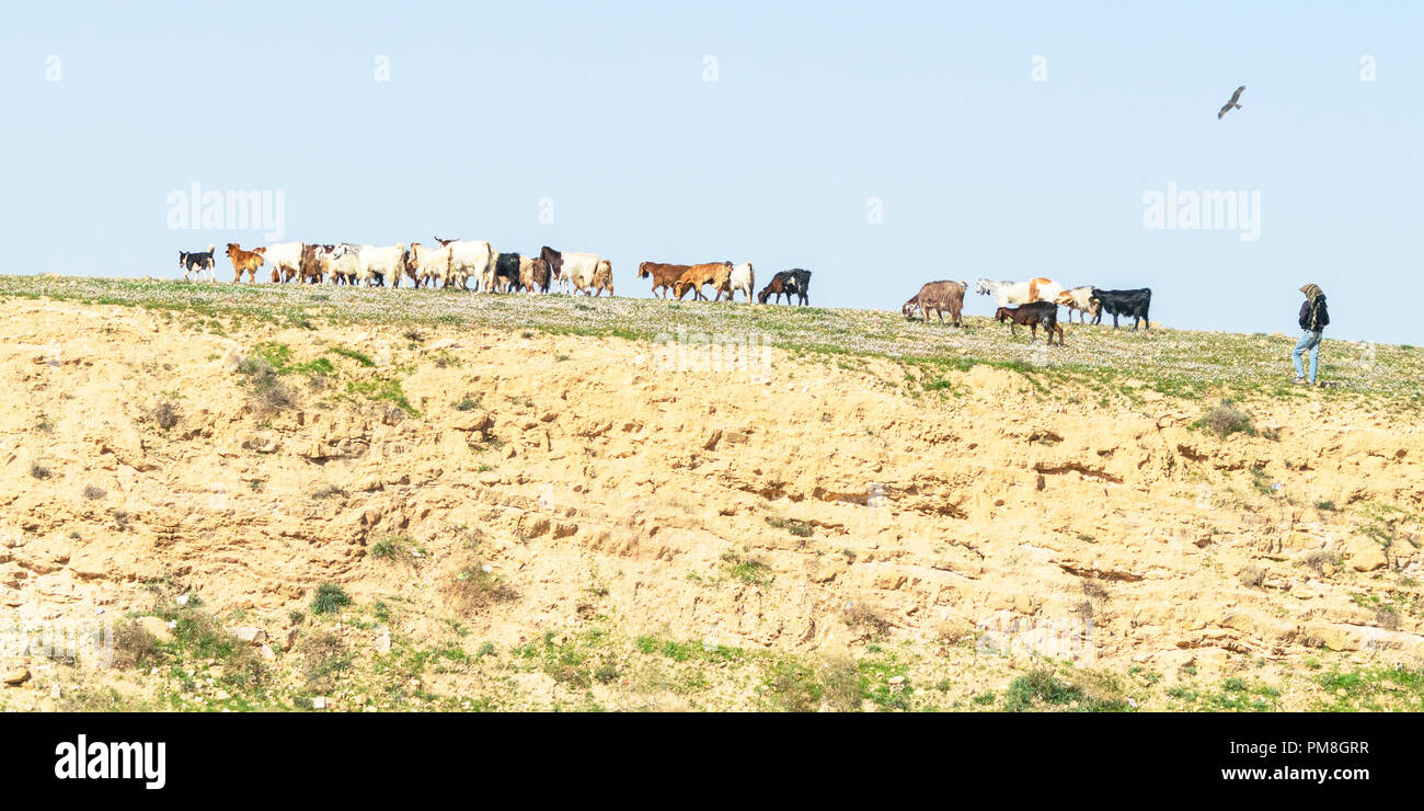 Ein beduine und seine zwei Hunde, die eine Herde von Ziegen auf einem Teppich von Wildblumen im Negev mit einem schwarzen Drachen raptor Vogel in den Himmel über Stockfoto