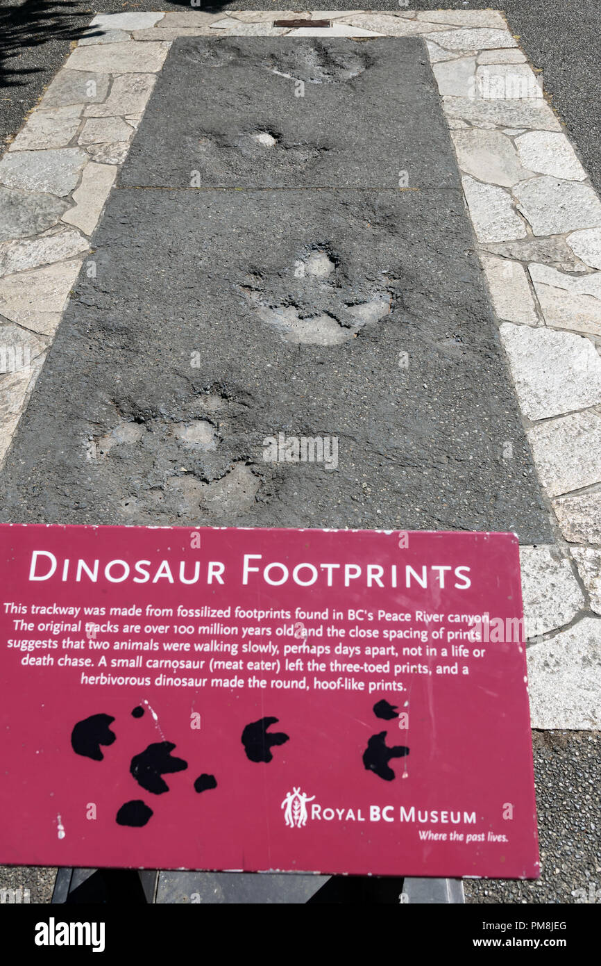 Fußabdrücke von Dinosauriern, Royal British Columbia Museum, Victoria, der Hauptstadt von British Columbia, Kanada Stockfoto