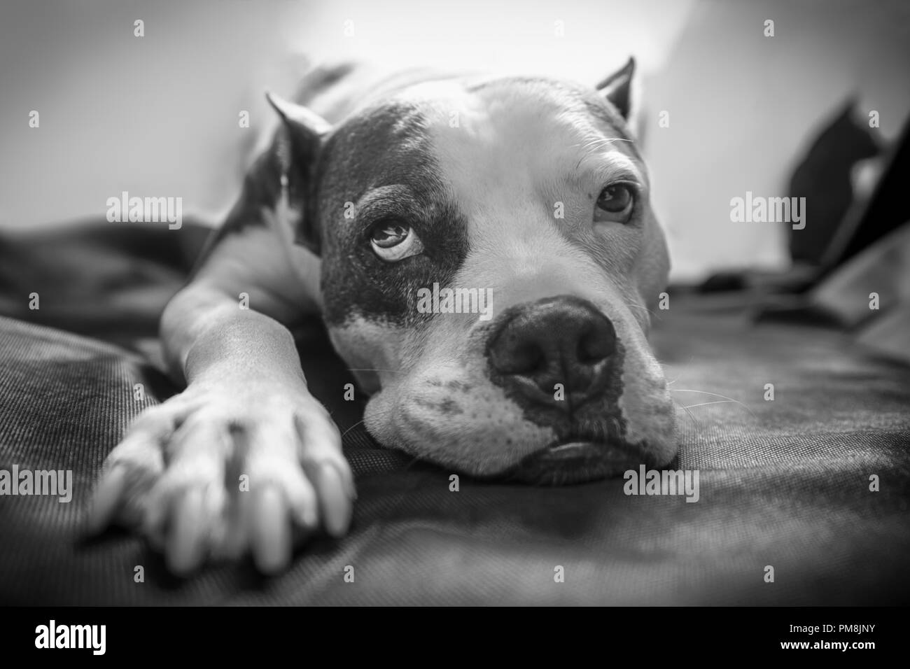 Eine alte American Staffordshire Terrier Pitbull Hund legt auf einer Decke mit heller Hintergrundbeleuchtung und eine schläfrige erschöpft wehmütigen Blick auf seinem Gesicht Stockfoto
