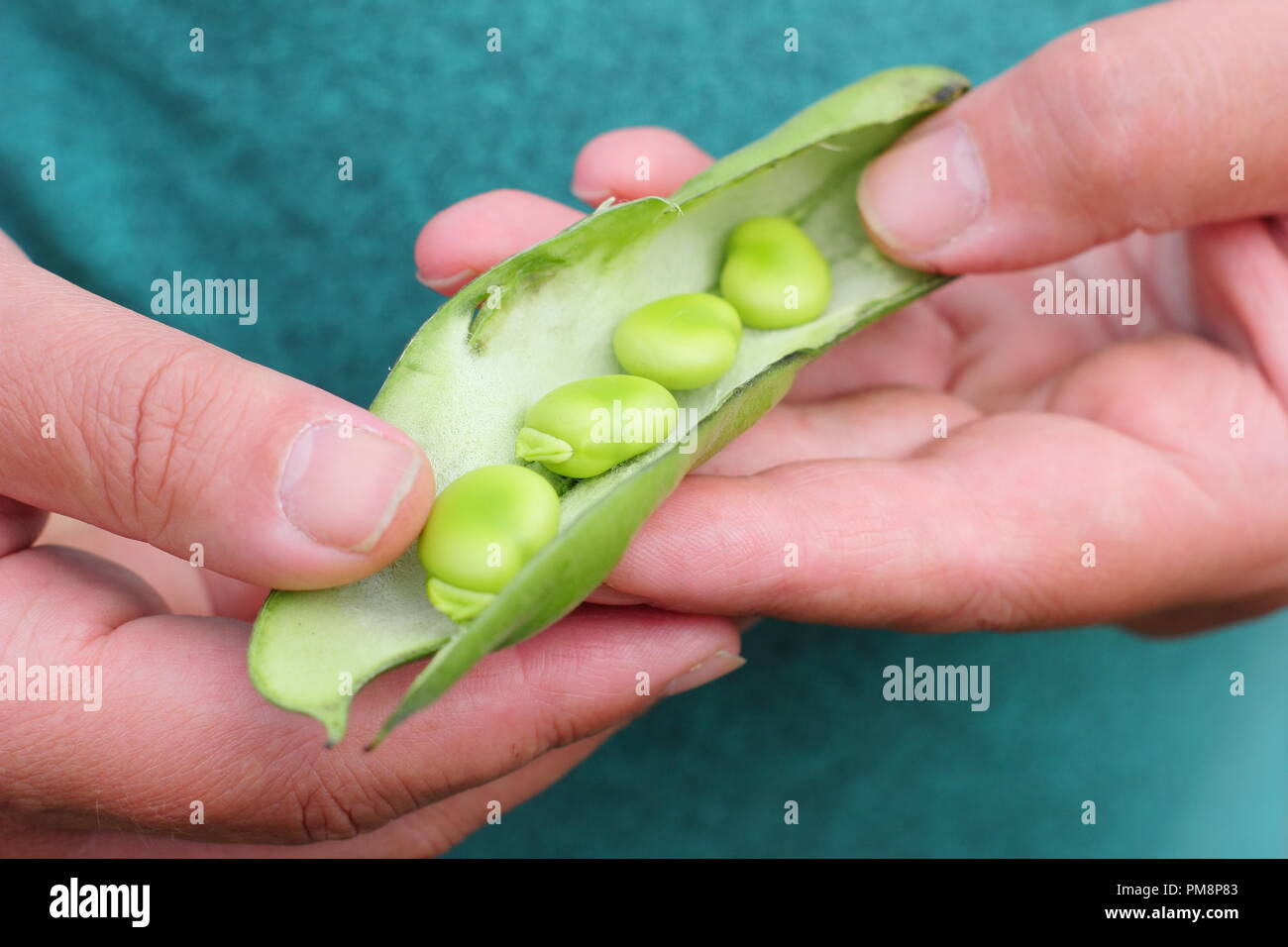 Vicia Faba. Breite Bohnen, frisch geerntet, mit aufgeteilter Schote, um breite Bohnen zu enthüllen. Stockfoto