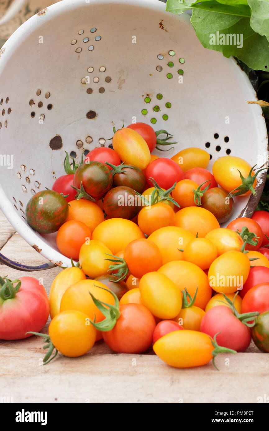 Tomaten in Sieb. Frisch gepflückte hausgemachte Tomaten (Solanum lycopersicum - Chadwick's Cherry und Black Zebra in Emaille-Sieb, UK Stockfoto