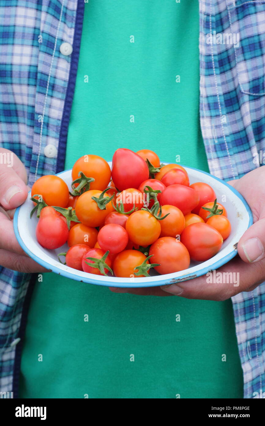 Tomaten (Solanum lycopersicum). Gärtner mit frisch gepflückten hausgemachten Tomaten auf einem Teller. VEREINIGTES KÖNIGREICH Stockfoto