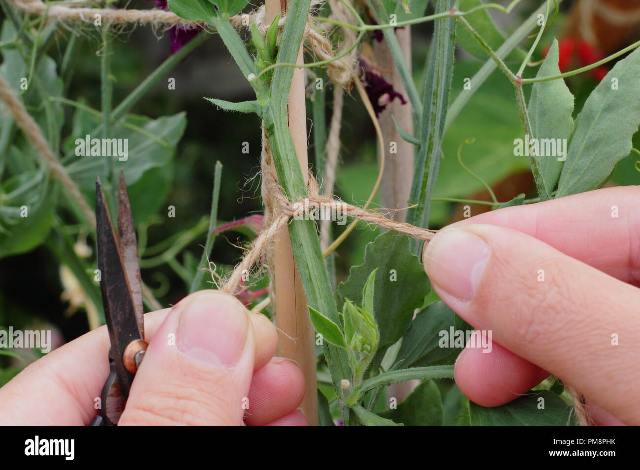 Lathyrus Odoratus. Gärtner Bindungen in Sweet pea Pflanzen Stöcke mit Garten Garn stark, gerade das Wachstum zu fördern, Juli, Großbritannien Stockfoto
