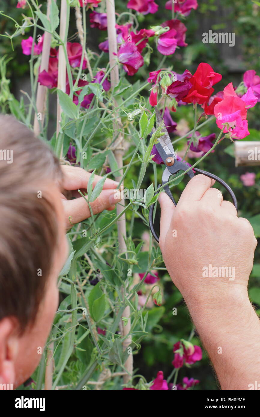 Lathyrus Odoratus. Schneiden Sweet pea Blumen in einem Englischen Garten im Sommer, Großbritannien Stockfoto