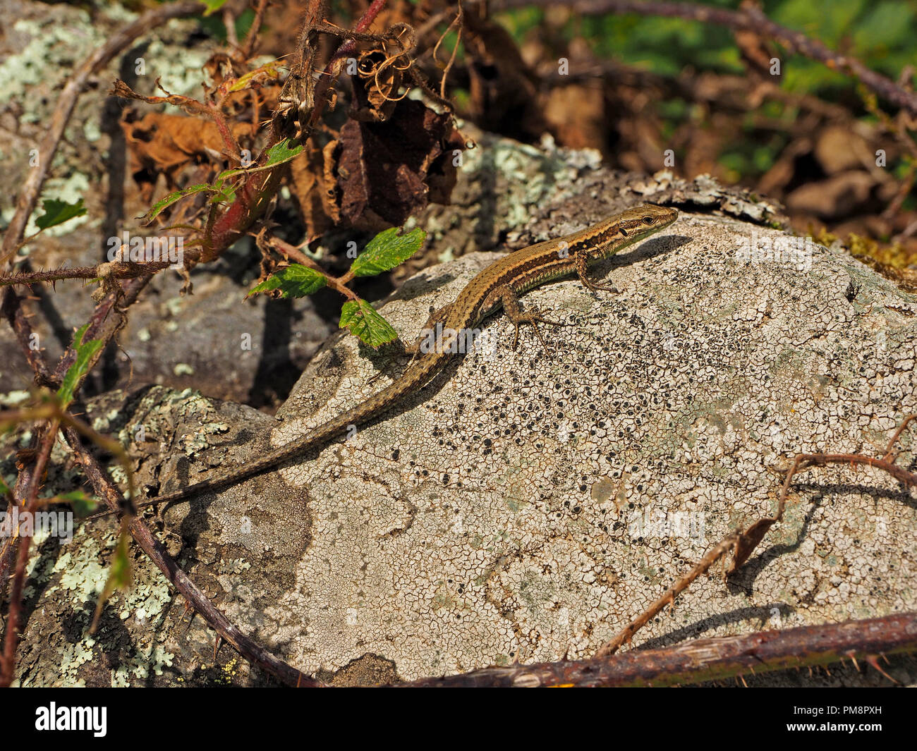 Pyrenäen rock Lizard (Iberolacerta bonnali) sonnt sich auf einer Flechte bedeckt Rock im Ariège Pyrenäen, Frankreich Stockfoto