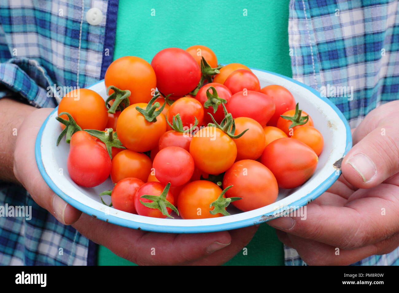Solanum lycopersicum. Gärtner mit frisch gepflückten hausgemachten Tomaten. VEREINIGTES KÖNIGREICH Stockfoto