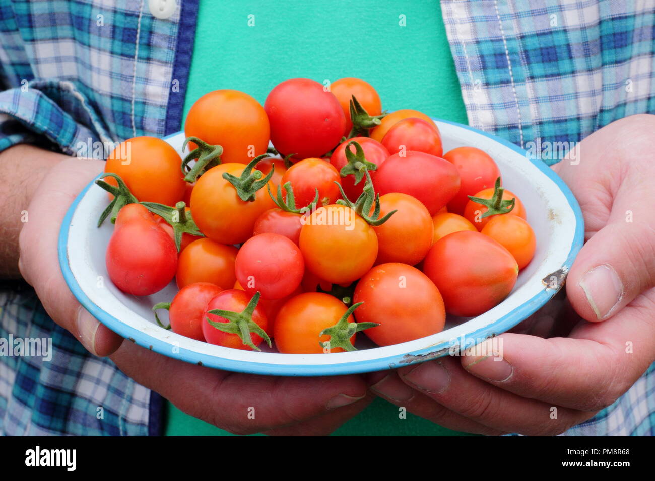 Tomaten (Solanum lycopersicum). Gärtner mit frisch gepflückten hausgemachten Tomaten auf einem Teller. VEREINIGTES KÖNIGREICH Stockfoto