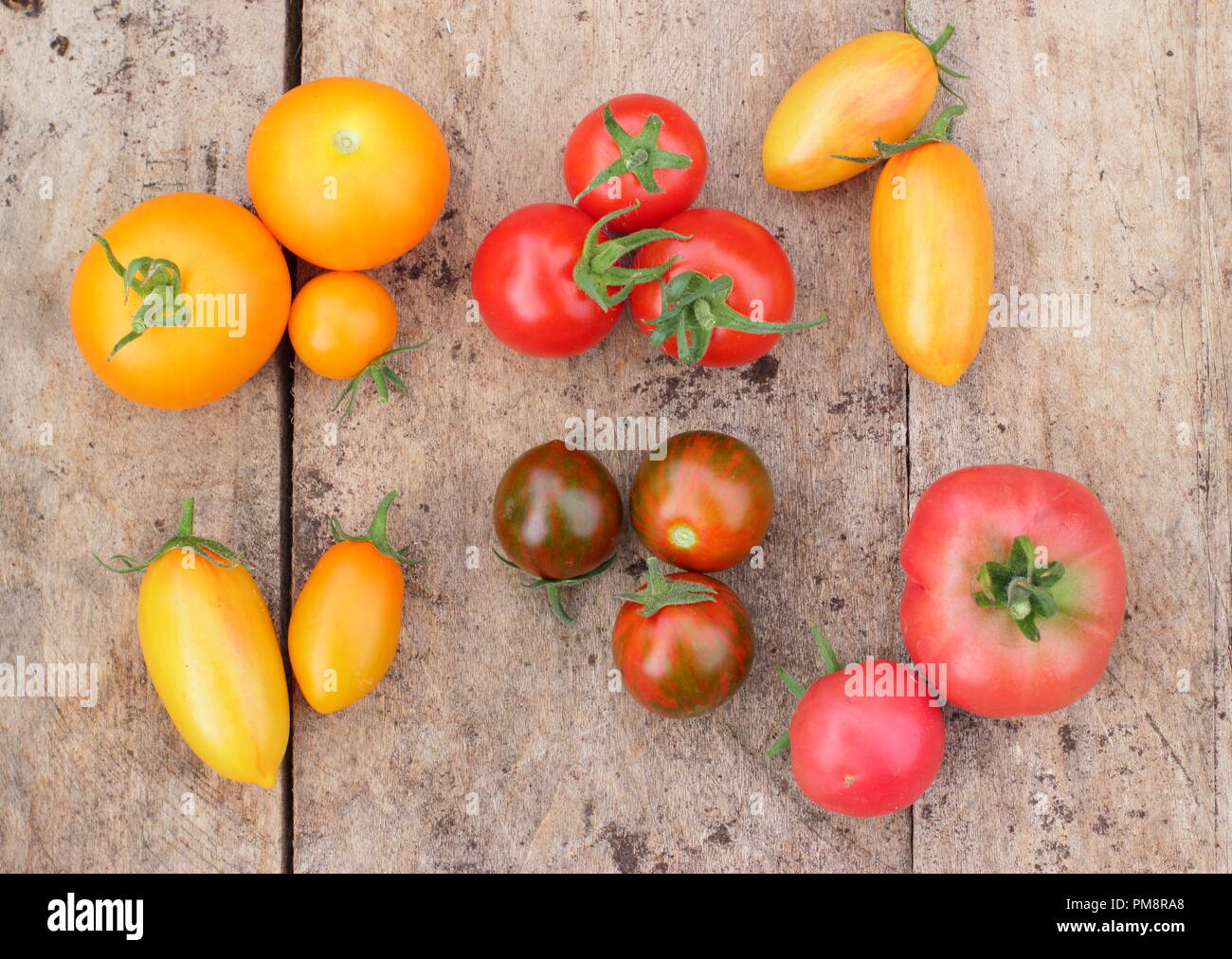 Solanum Lycopersicum. Frisch selbst angebauten Tomaten einschließlich Orange Parouche, Chadwick Cherry und Tibet Apple geerntet. Stockfoto