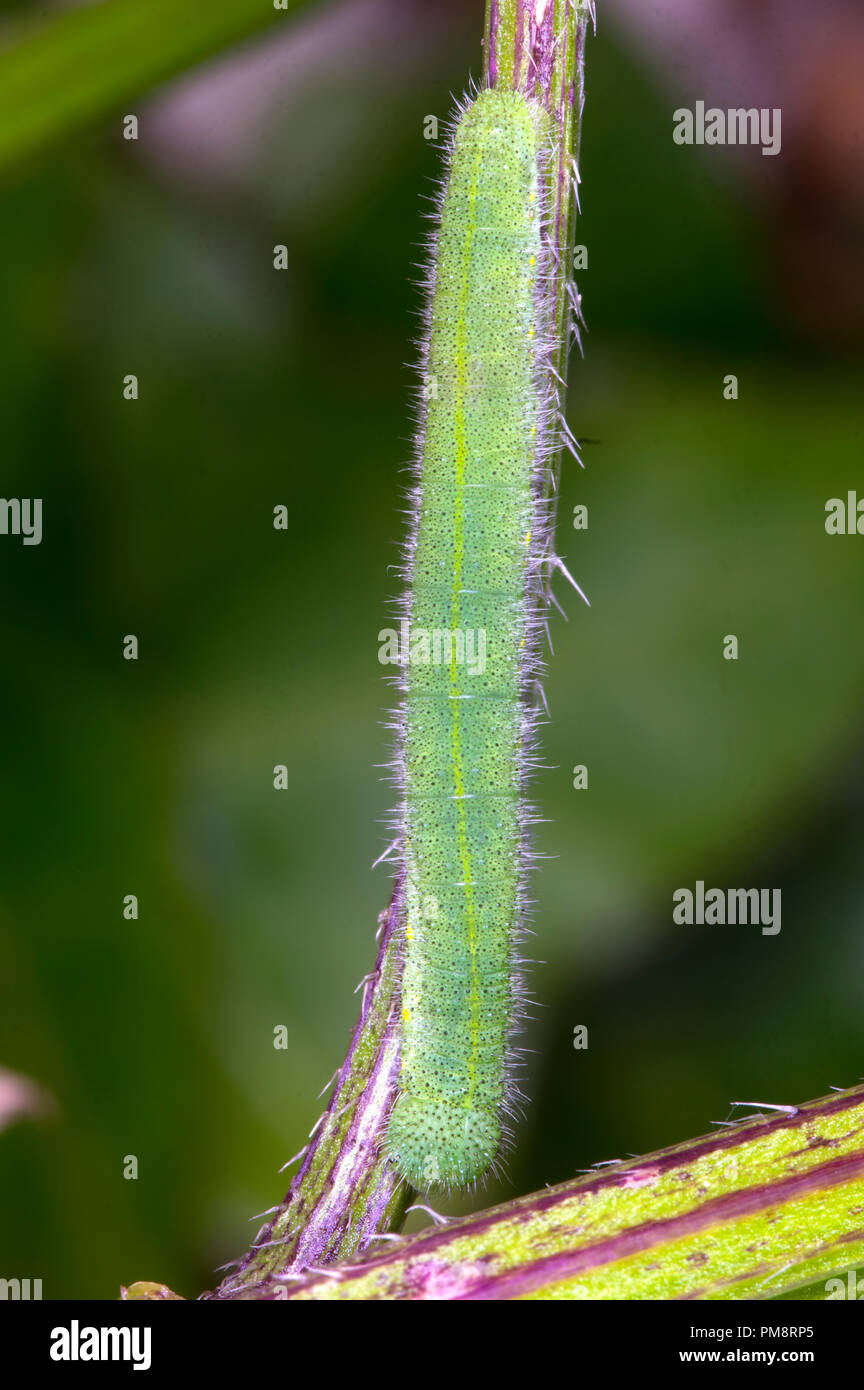 Oft auf Kohl Pflanzen gefunden, einen Garten Schädlingsbekämpfung. Stockfoto