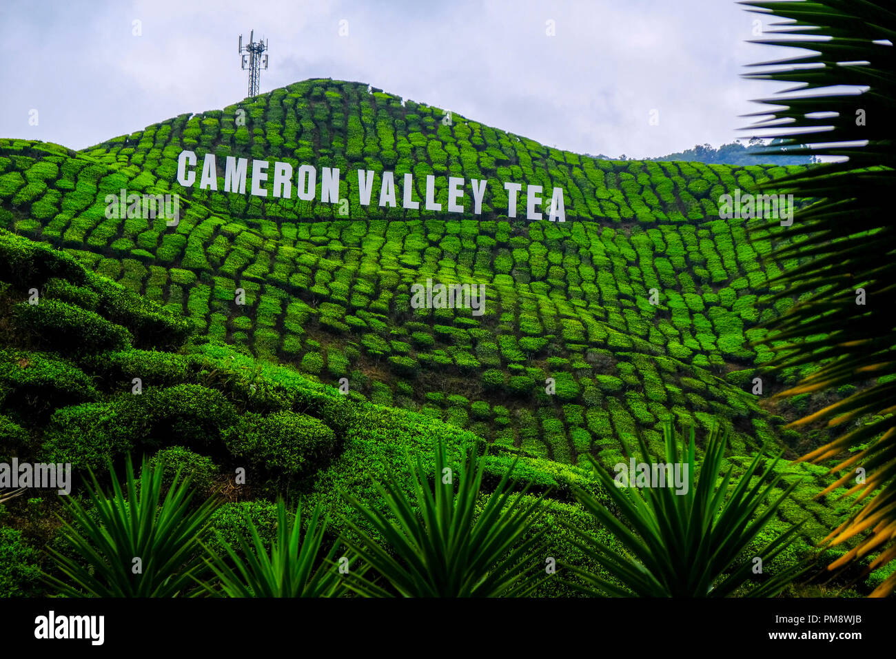 Tee Plantage ist der große Plantage des Cameron Highland seit 1929, und ist es mehr als Tausende von Hektar. Die Cameron Highlands ist eine von einer touristischen Destination in Pahang, Malaysia und ist nach dem britischen Explorer und Geologe, William Cameron genannt. Seit der Entdeckung der Cameron Highlands, es war ein landwirtschaftliches Grundstück wurde bis heute und die Bekanntesten Plantation ist Tee. Es ist auch reich an Flora und Fauna ist, weil die Einzigartigkeit Klima der Cameron Highlands. Stockfoto