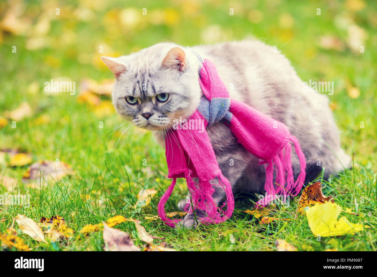 Herbst Porträt der kleinen Kätzchen die rosa-grauen gestrickten Schal tragen. Katze sitzt im Freien auf gefallene gelbe Blätter in einem Garten Stockfoto