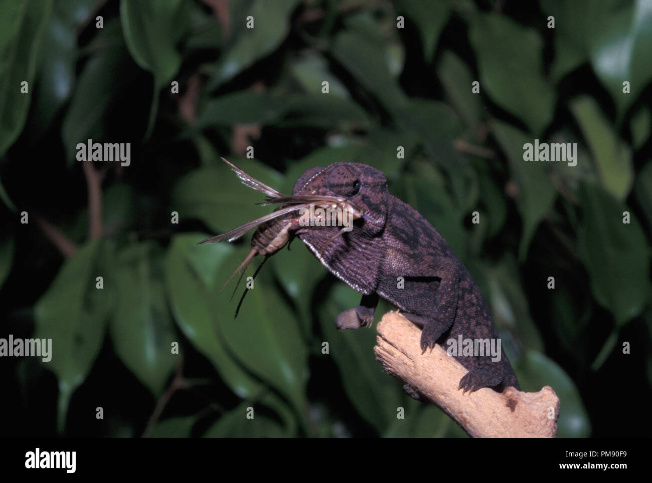 Nicht 1085813 Teppich oder jewelled Chamäleons Chamaeleo lateralis Stockfoto