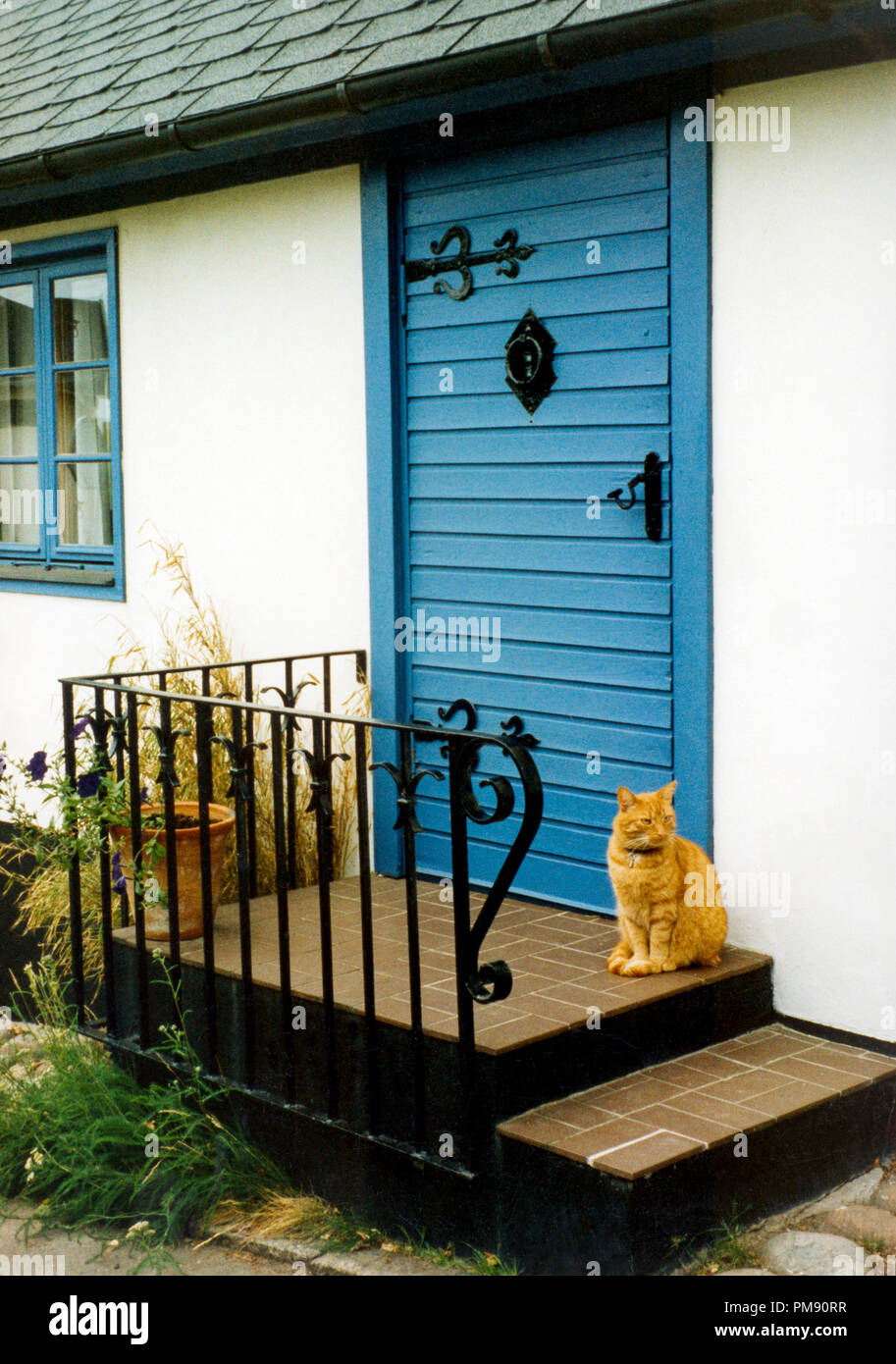 Gelbe Katze sitzt auf der Treppe vor der blauen Tür 2009 Stockfoto