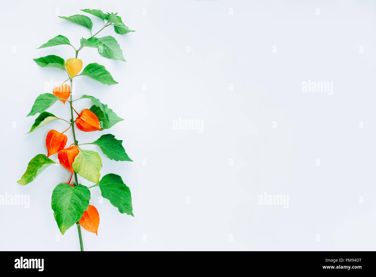 Orange Blume des Physalis alkekengi auf weißem Hintergrund. Withania somnifera. Ashwagandha. Chinesische Laterne Pflanzen, Japanische Laterne, Blase c Stockfoto