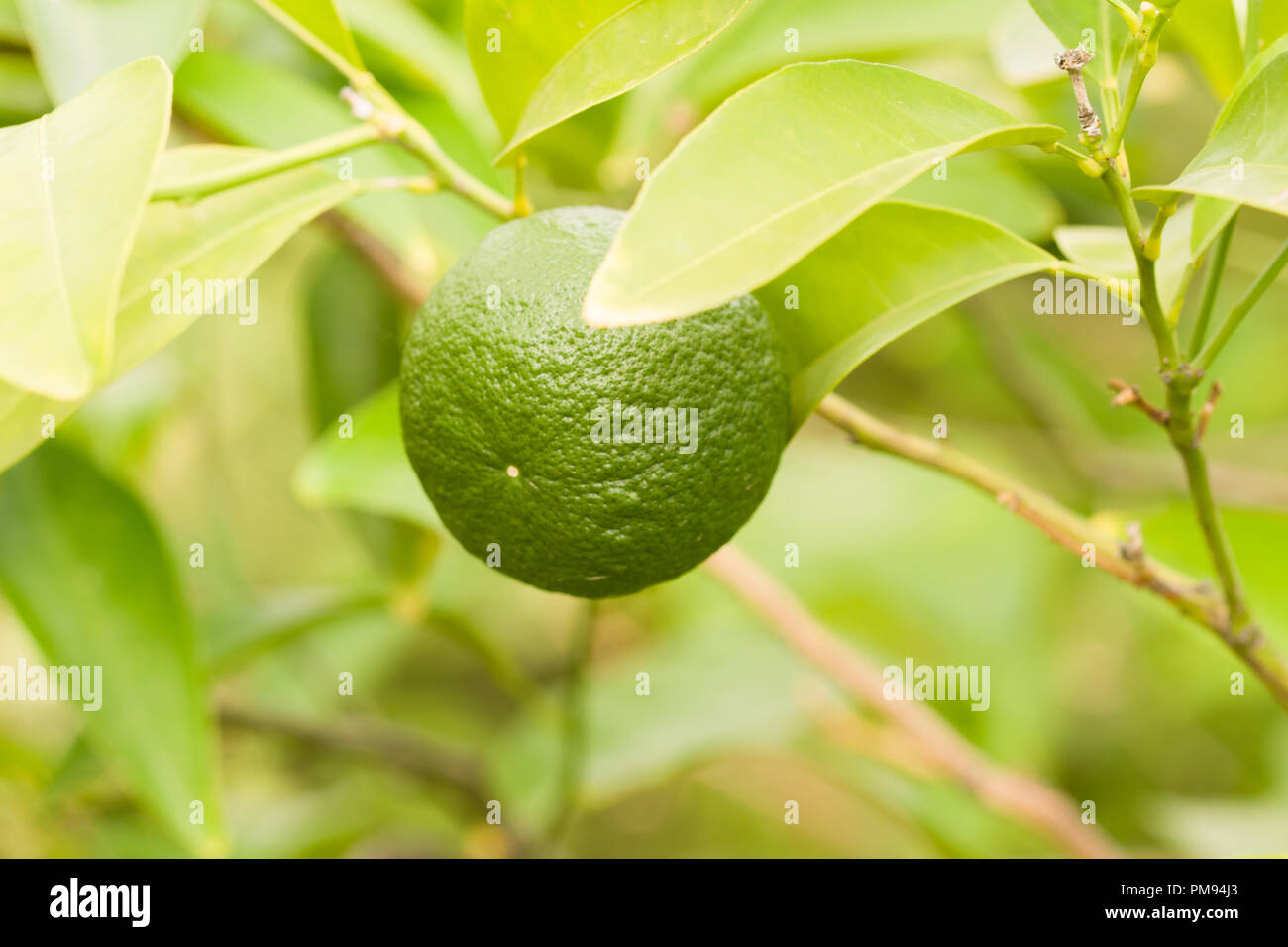 Schließen Sie die unausgereifte Früchte von Citrus × sinensis, Botanischer Garten Berlin, Europa Stockfoto