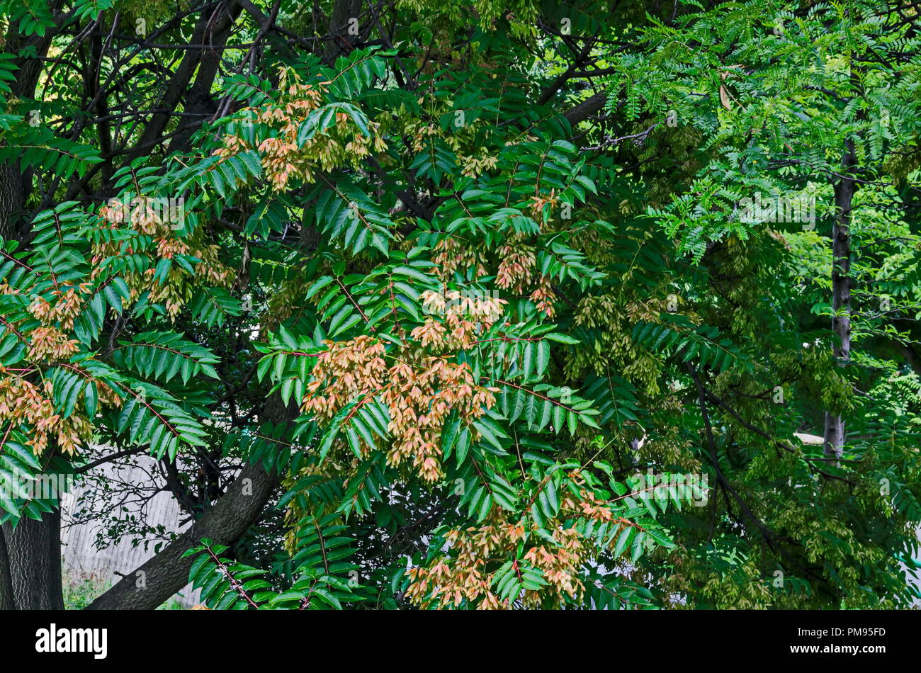 Blätter und roten Samen am Baum des Himmels oder Ailanthus altissima, Sofia, Bulgarien Stockfoto