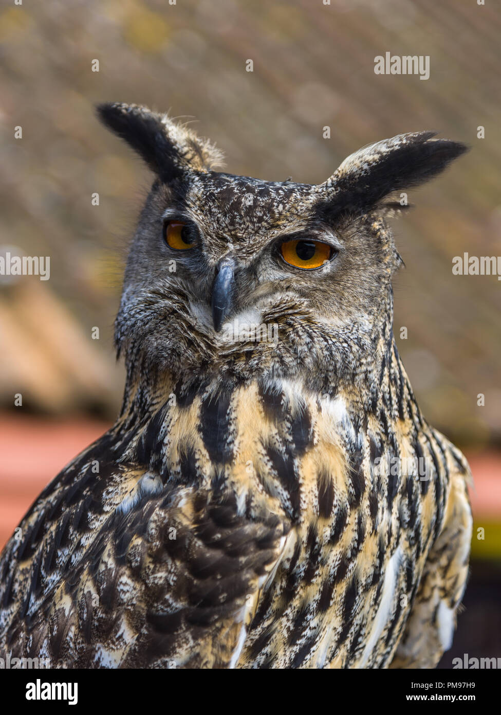 Lange eared Owl Stockfoto