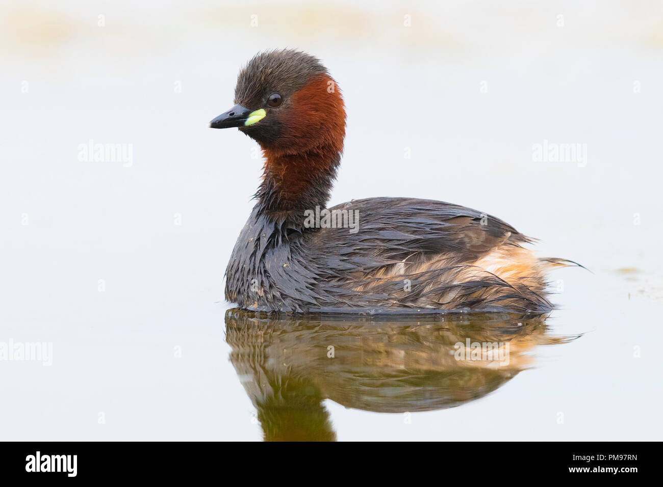 Zwergtaucher (Tachybaptus ruficollis), Erwachsene im Wasser) Stockfoto